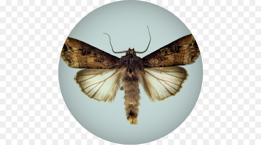 Borboleta，Inseto PNG