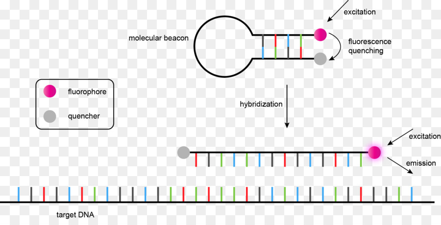 Hibridização De Dna，Fluoróforo PNG