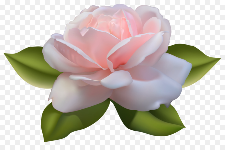 Flor Rosa，Florescer PNG