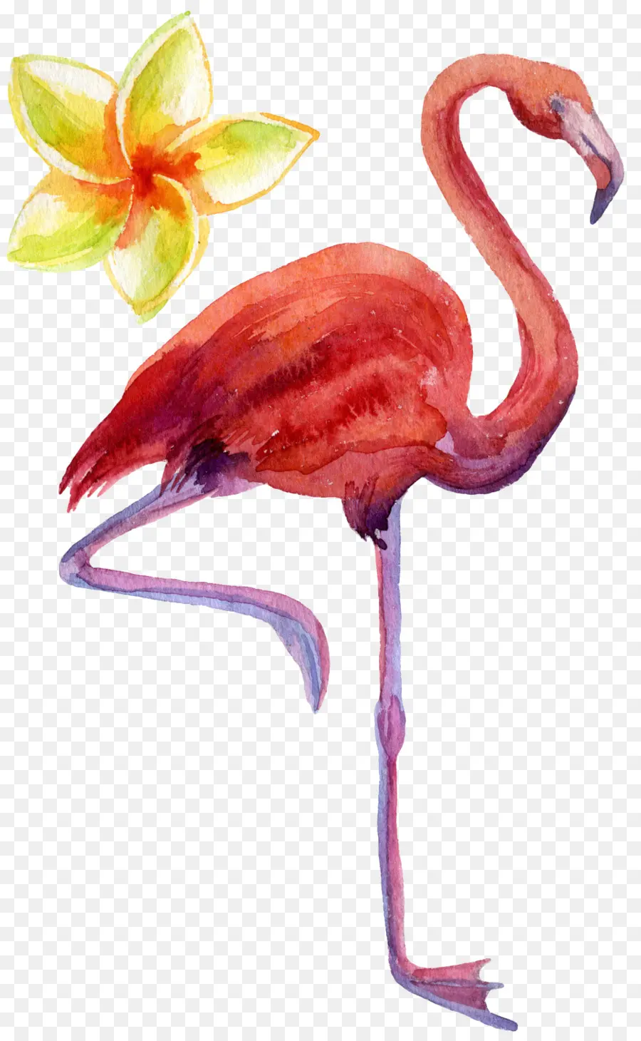 Aves，Flamingo PNG
