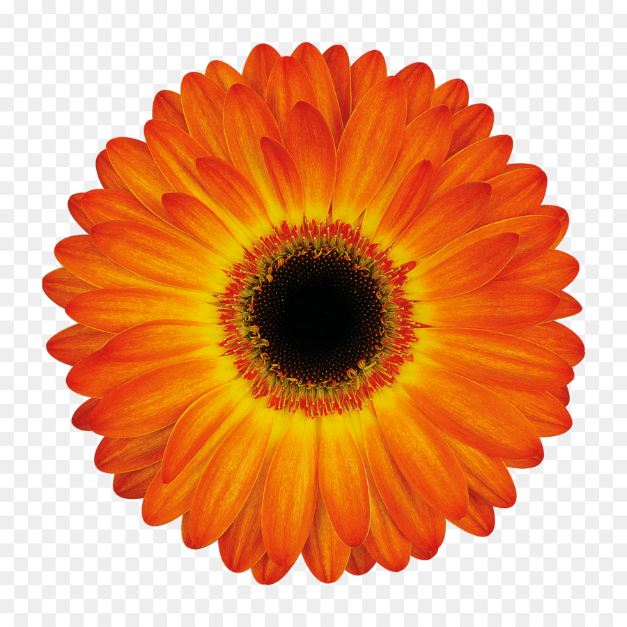 Flor Vermelha，Flor PNG