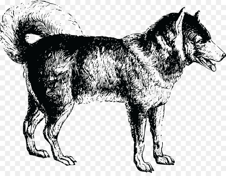 Lobo，Canino PNG