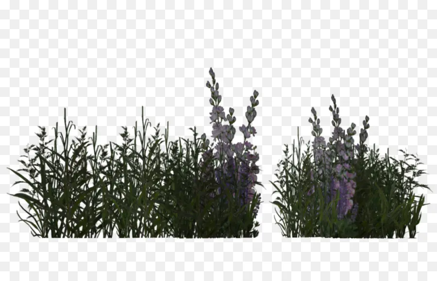 Plantas De Lavanda，Flores PNG