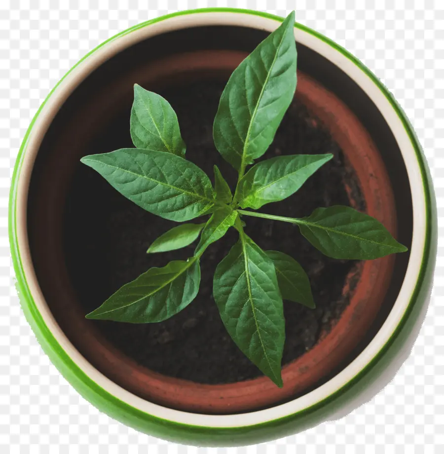 Planta Em Vaso，Verde PNG