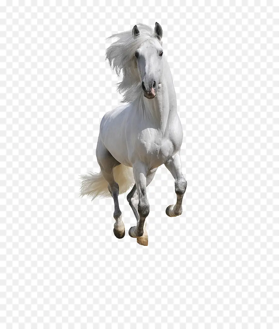 Cavalo，Branco PNG