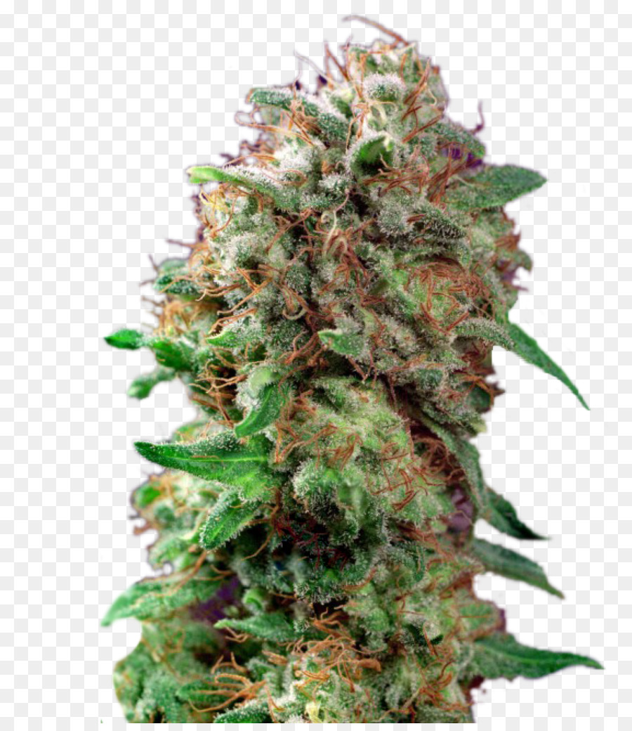 Cannabis，Maconha PNG