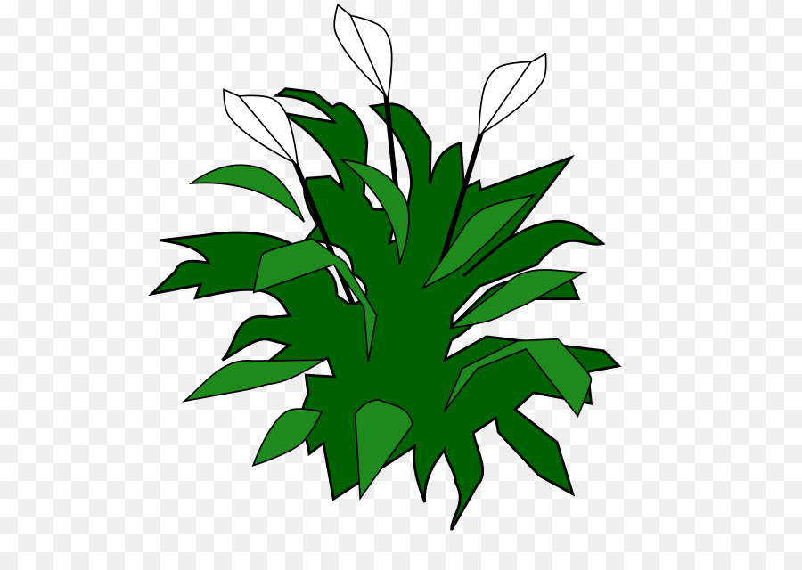 Cor，Verde PNG