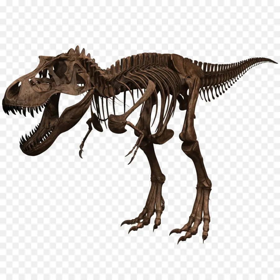 Esqueleto De Dinossauro，Tiranossauro Rex PNG