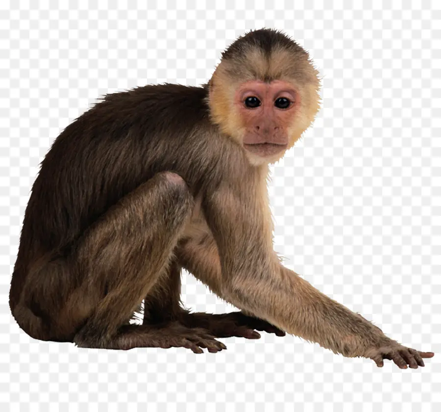 Macaco，Macaco Prego PNG