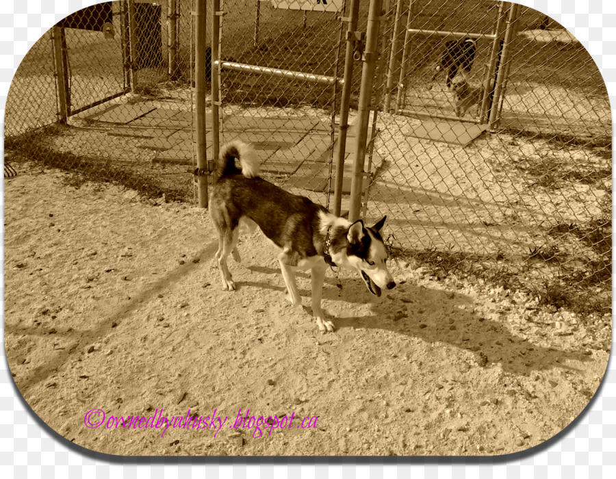 Husky Siberiano，Raça Do Cão PNG