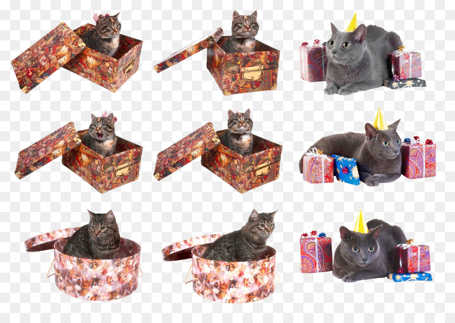 Gato，Gatinho PNG