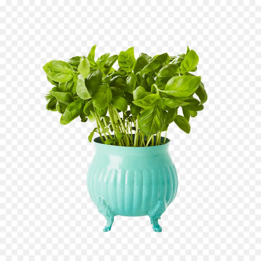 Planta De Manjericão，Erva PNG