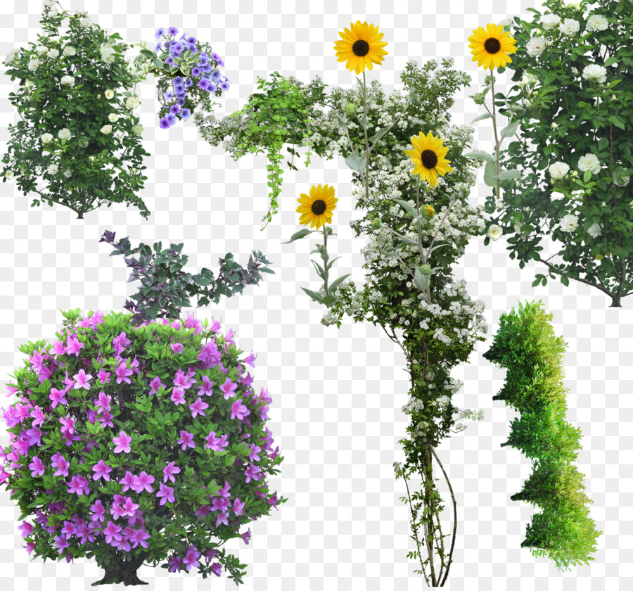 Plantas Com Flores，Flores PNG