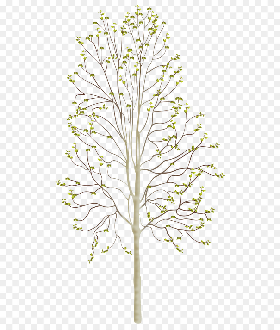 Plantas Lenhosas，Planta PNG