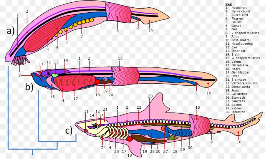 Hagfish，Lancelet PNG