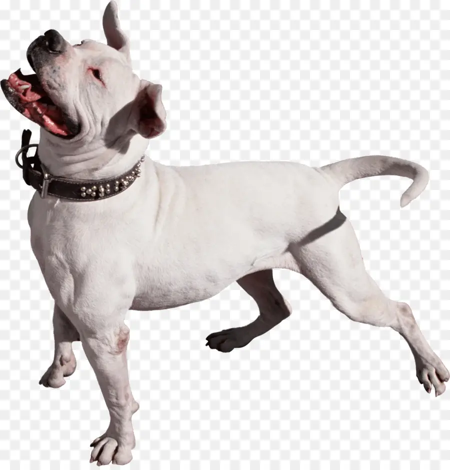 Cachorro Branco，Bicho De Estimação PNG