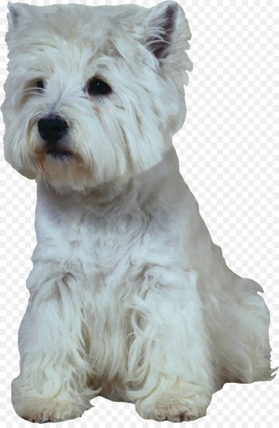 Cachorro Branco，Fofinho PNG