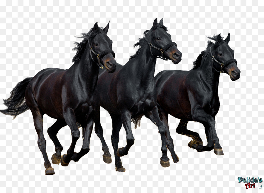 Cavalos Pretos，Correndo PNG