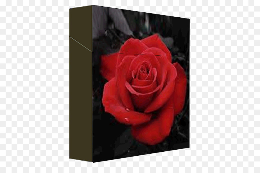 Rosa，Vermelho PNG