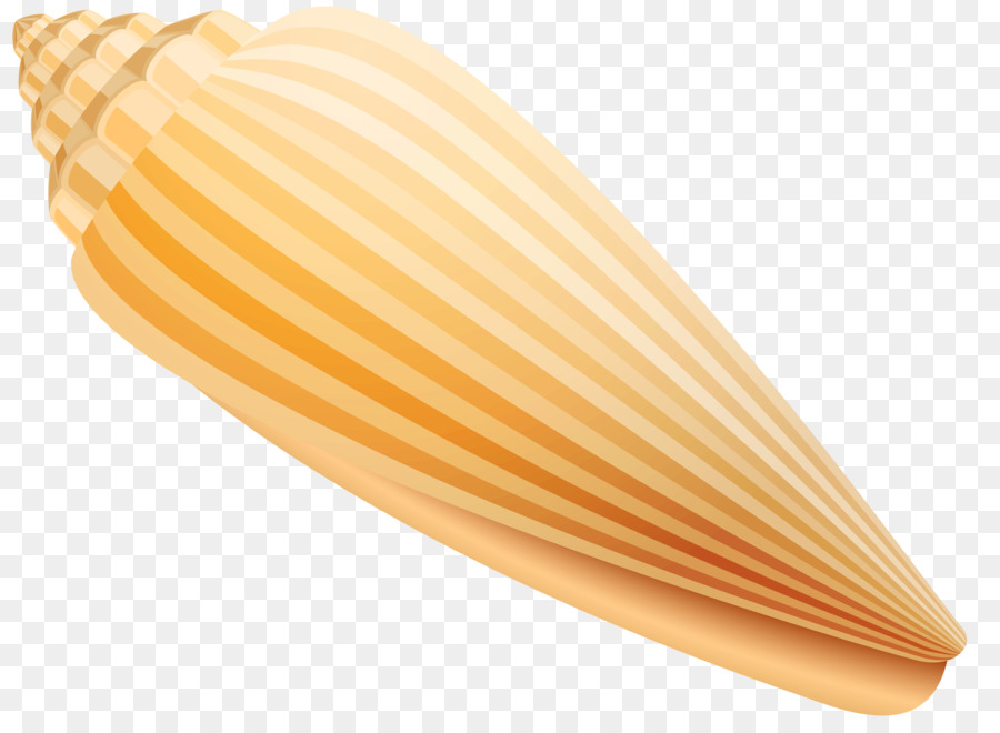 Seashell，Organismo PNG