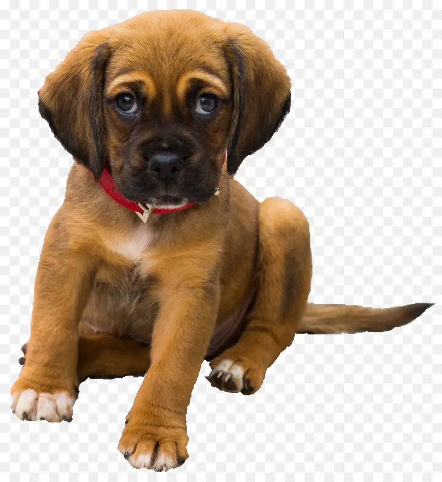 Filhote De Cachorro，Cachorro PNG