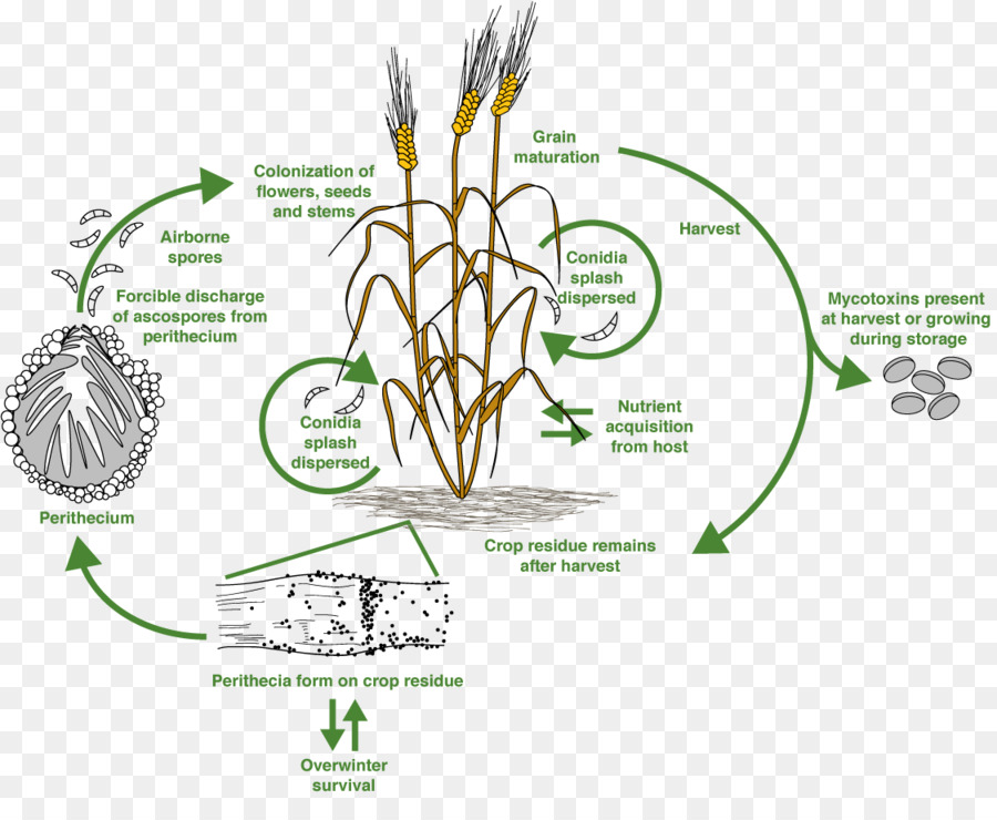 Diagrama Do Ciclo De Vida Do Trigo，Agricultura PNG