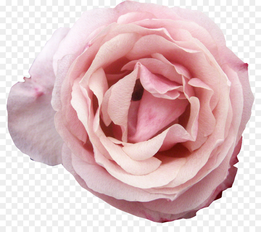 Rosa，Florescer PNG