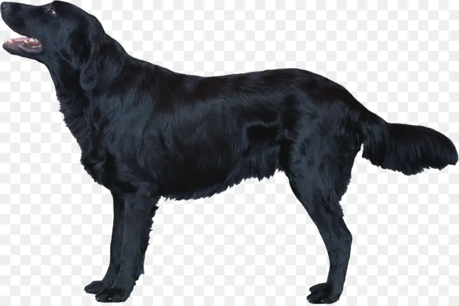 Cachorro Preto，Bicho De Estimação PNG