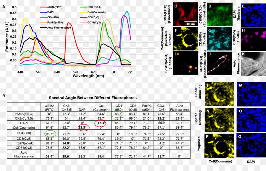 Microscópio De Fluorescência，Fluorescência PNG