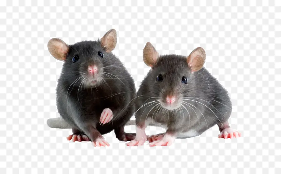 Marrom De Ratos，Mouse PNG
