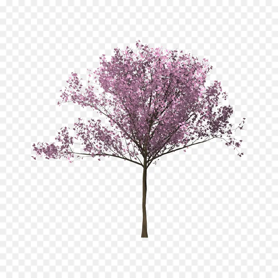 árvore，Flor De Cerejeira PNG