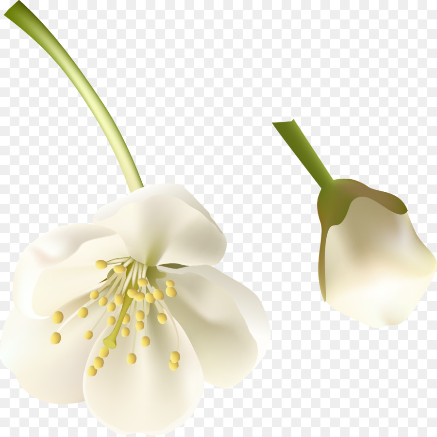 Flor，Flores De Corte PNG