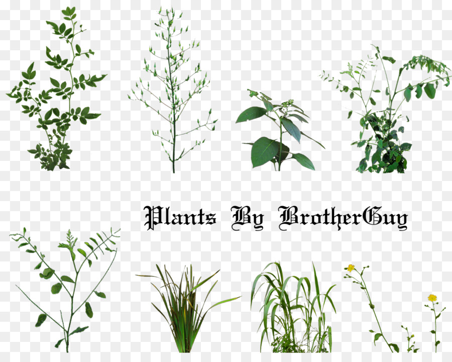 Planta，Photoscape PNG