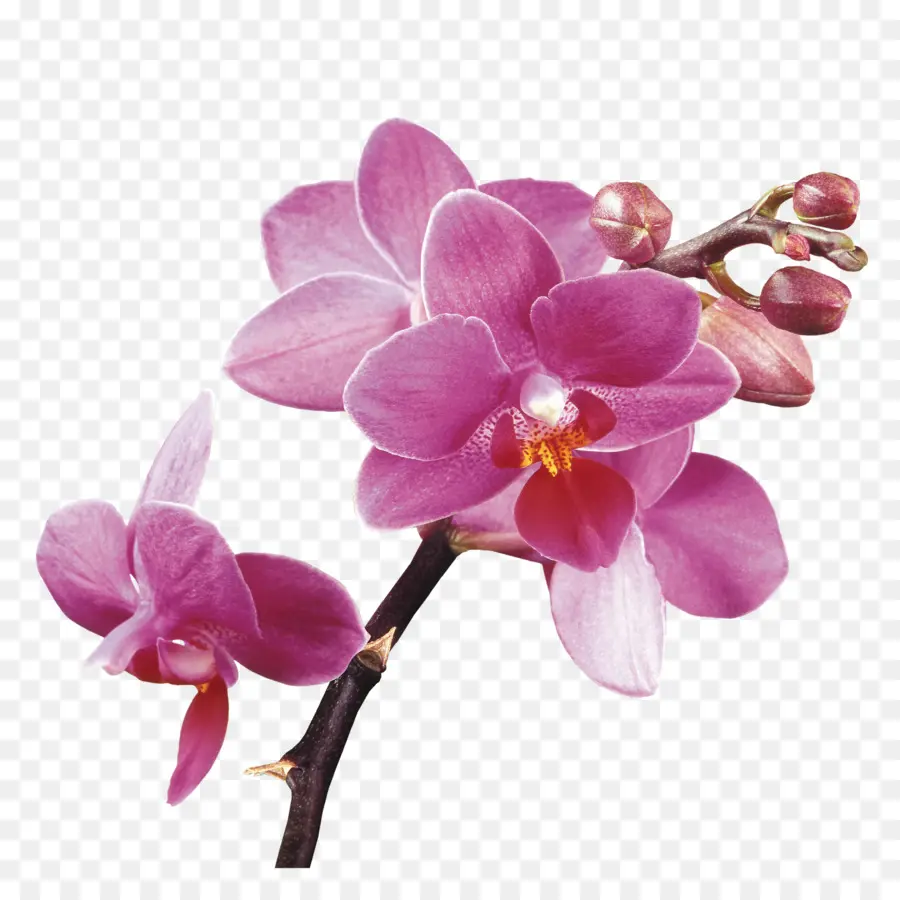 Orquídeas，Vanda Miss Joaquim PNG