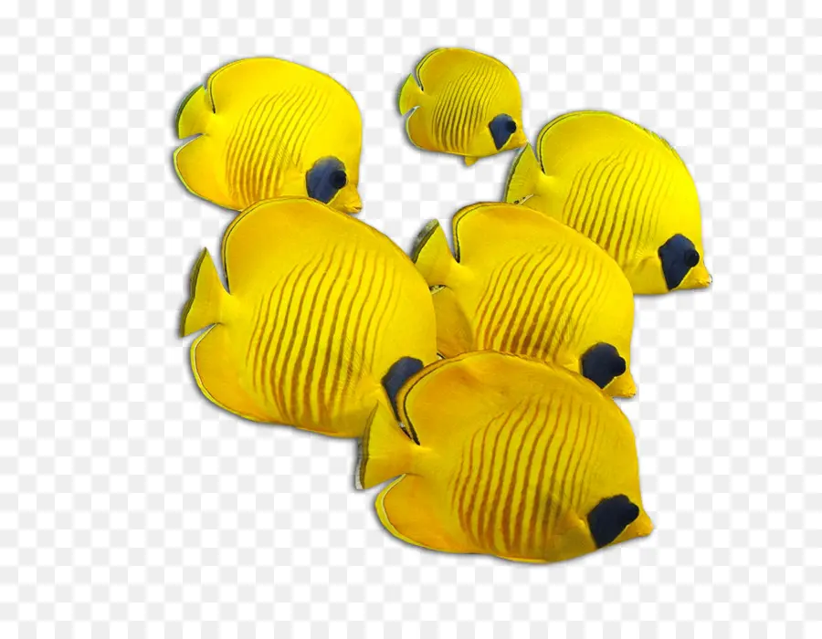 Peixe Amarelo，Aquário PNG