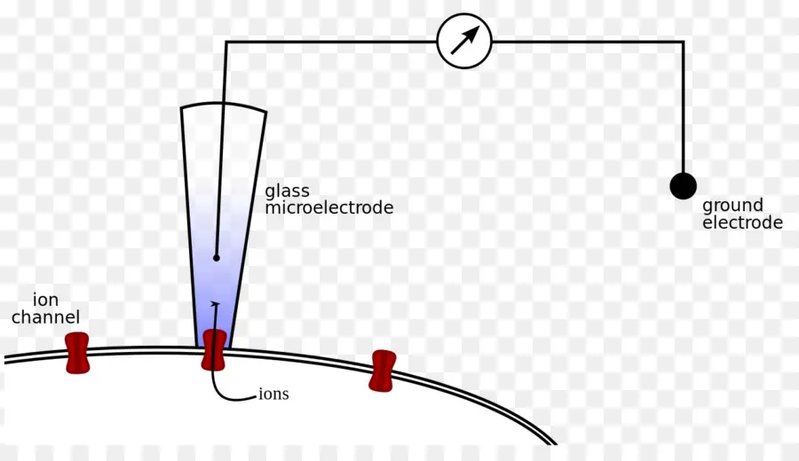 Microeletrodo De Vidro，Canal Iônico PNG