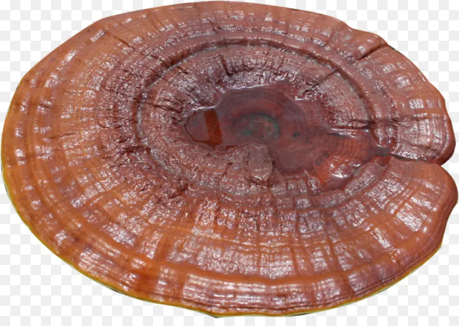 Cogumelo Reishi，Fungo PNG