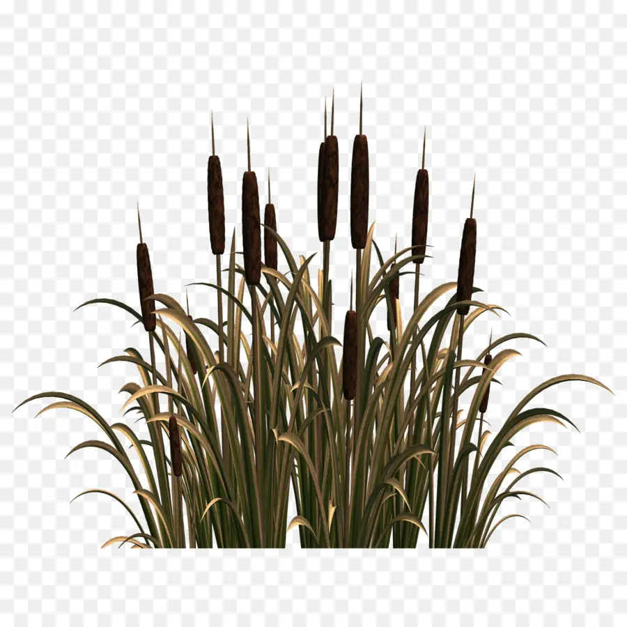 Reed，Comum Reed PNG