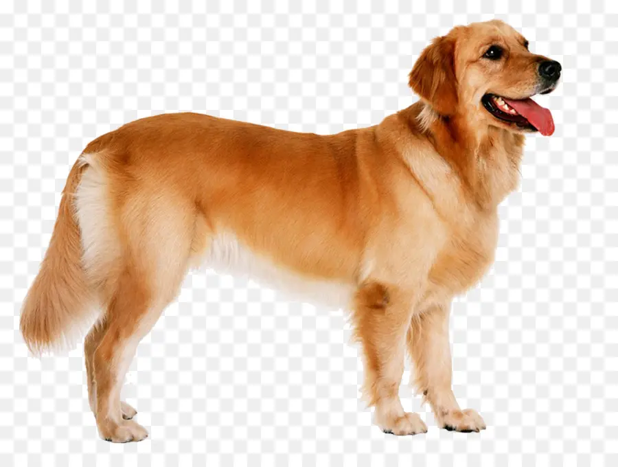 Golden Retriever，Filhote De Cachorro PNG