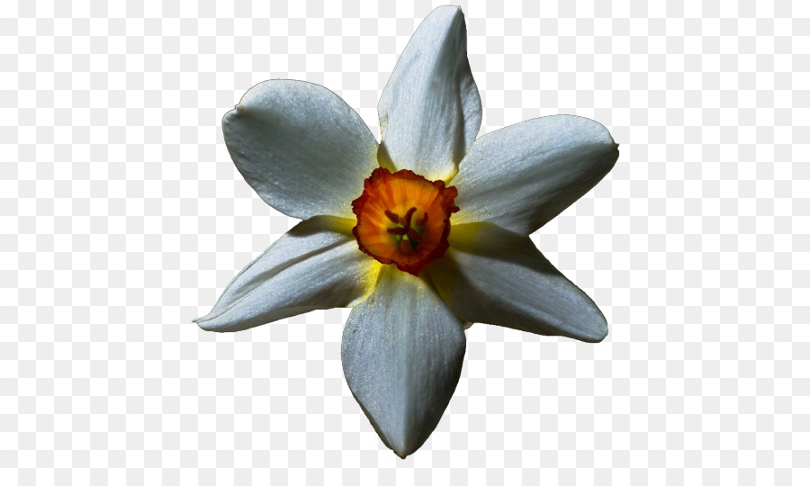 Flor，Lilium PNG