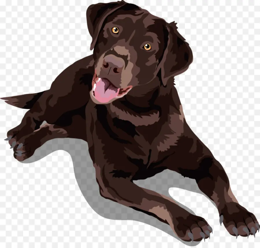 Labrador Chocolate，Cachorro PNG