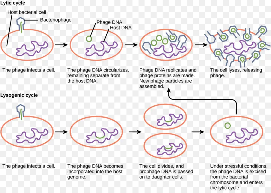 Lysogenic Ciclo，Ciclo Lítico PNG