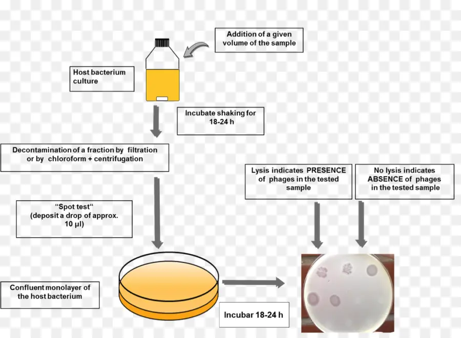 Teste De Bacteriófago，Bactérias PNG