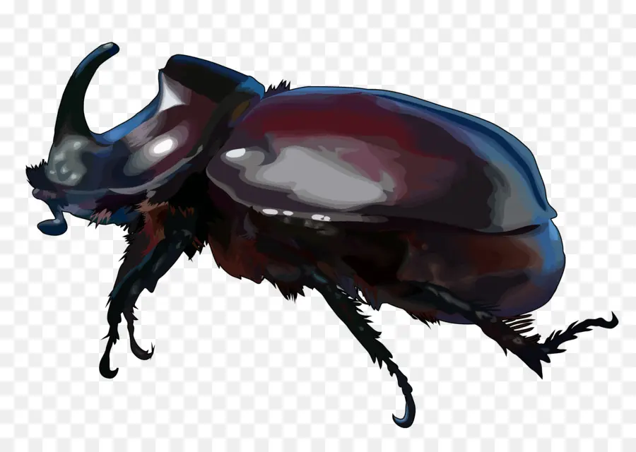 Besouro，Dung Beetle PNG