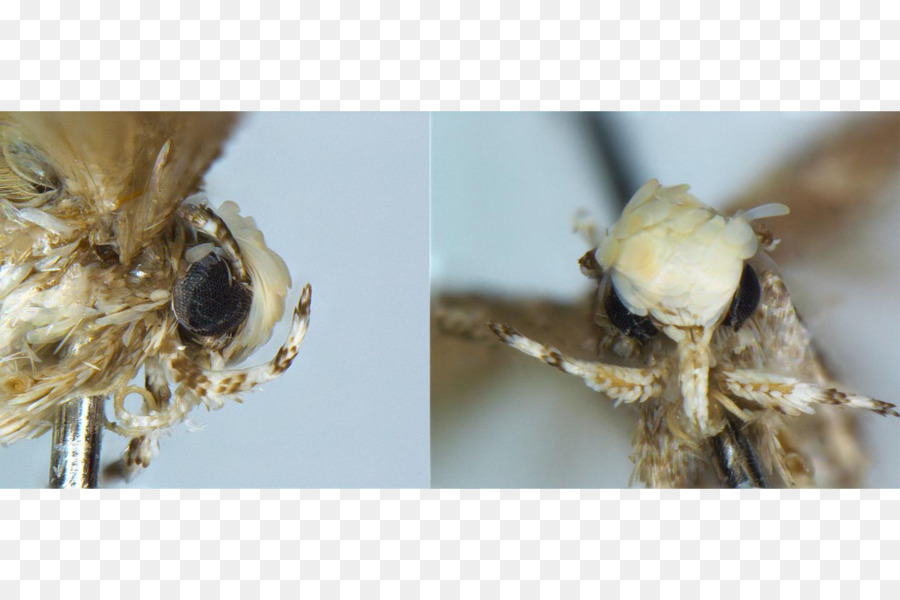 Neopalpa Donaldtrumpi，Estados Unidos PNG