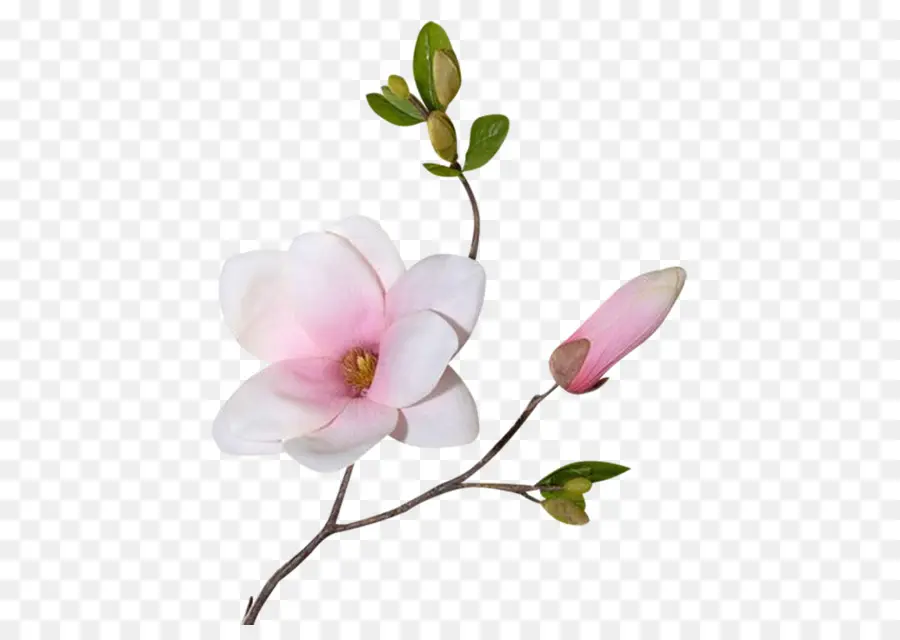 Flor，Magnolia PNG