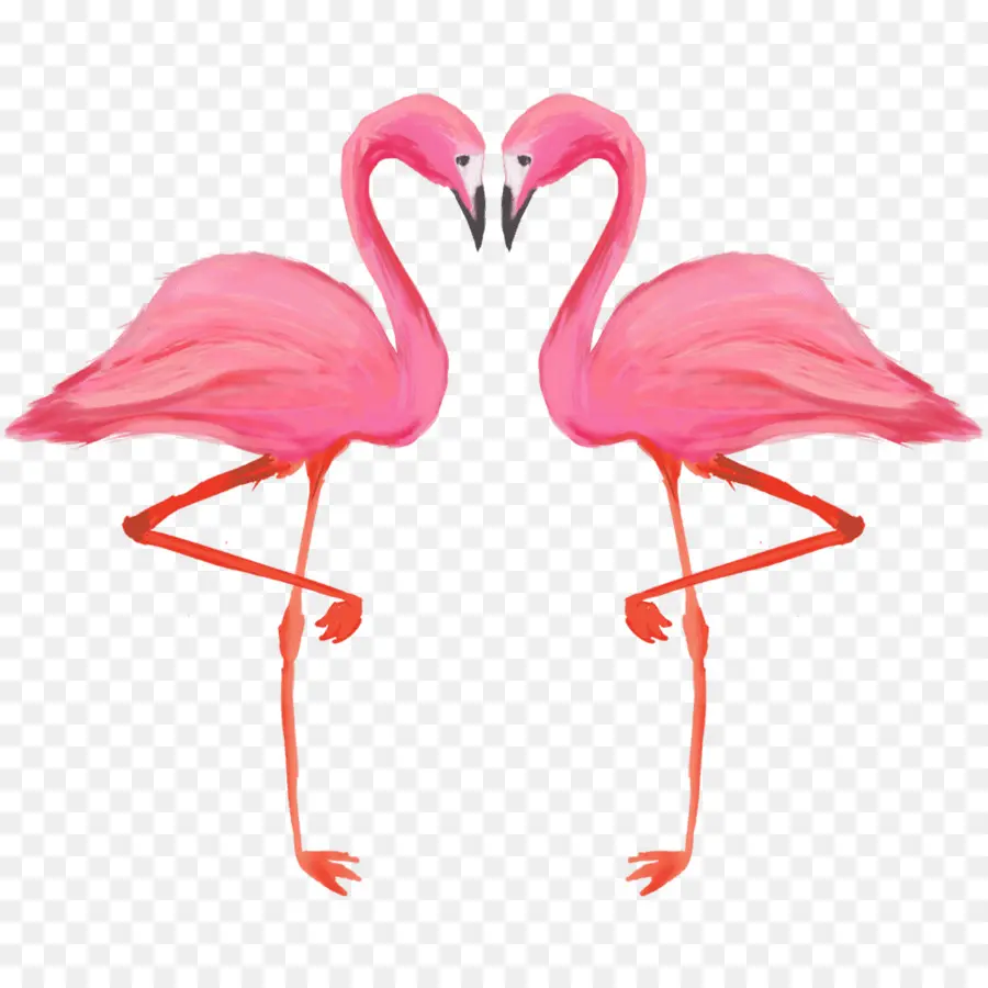 Aves，O Flamingo PNG
