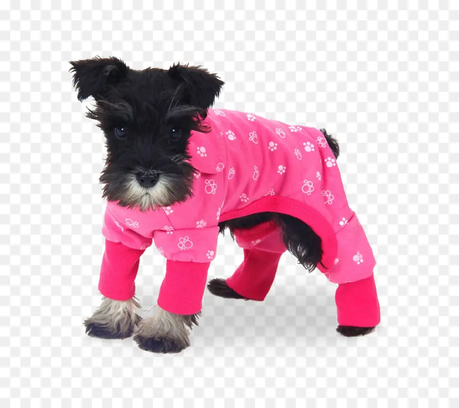 Cachorro Com Roupa Rosa，Cachorro PNG