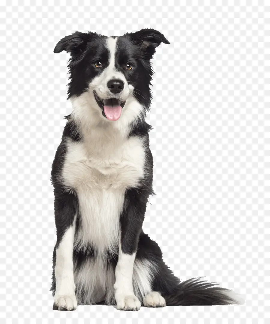 Border Collie，Rough Collie PNG