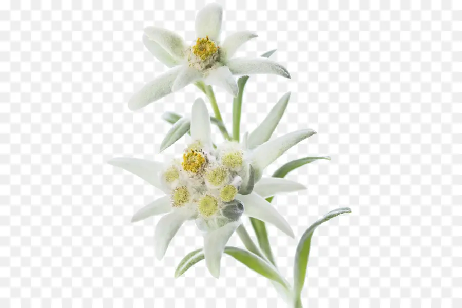 Edelweiss，Alpes PNG
